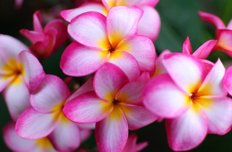 Pink Plumeria Flowers — Serene, Photograph, Petals