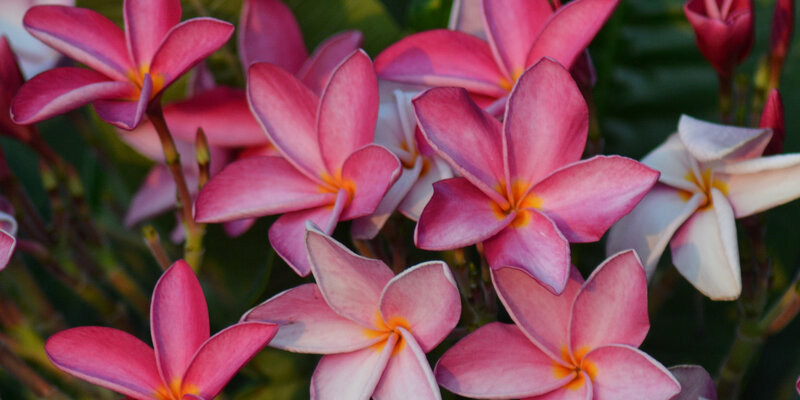Pink Plumeria Flowers — Serene, Sunset