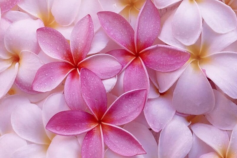 Pink Plumeria Flowers — Serene