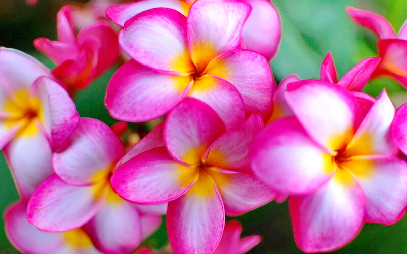 Pink Plumeria Flowers — Vibrant, Afternoon, Photograph