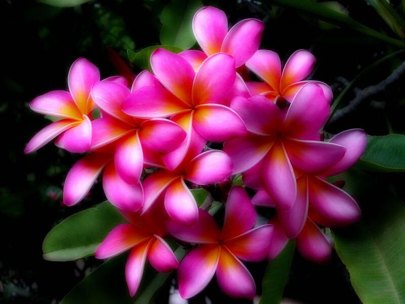 Pink Plumeria Flowers — Vibrant
