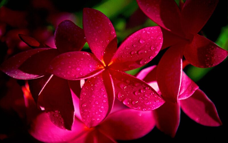 Pink plumeria flowers with water droplets