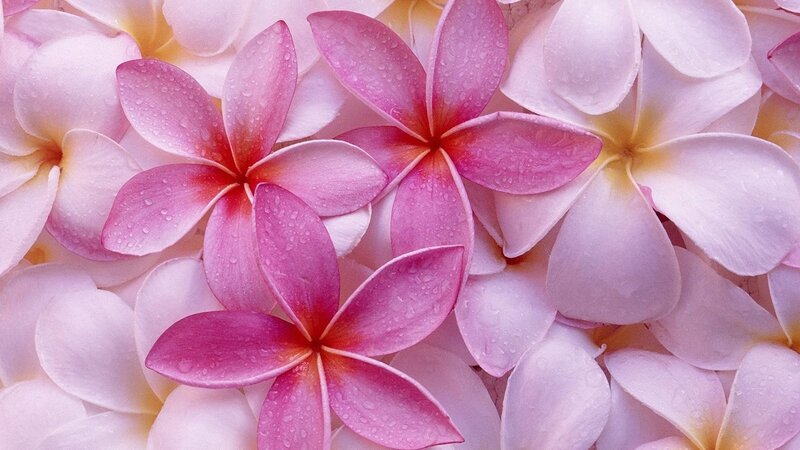 Pink plumeria flowers with water droplets
