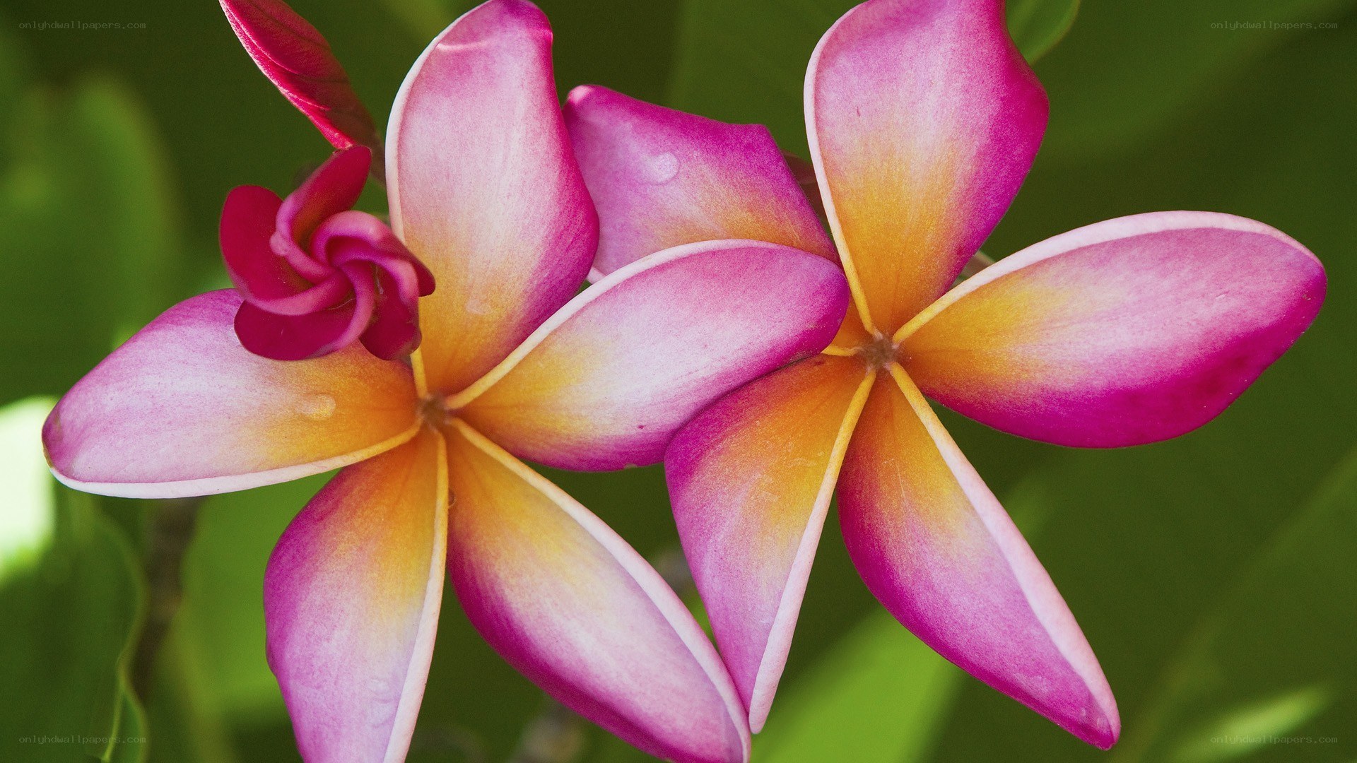 pink plumeria flowers