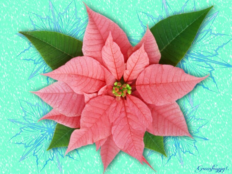 Pink Poinsettia Flower — Festive