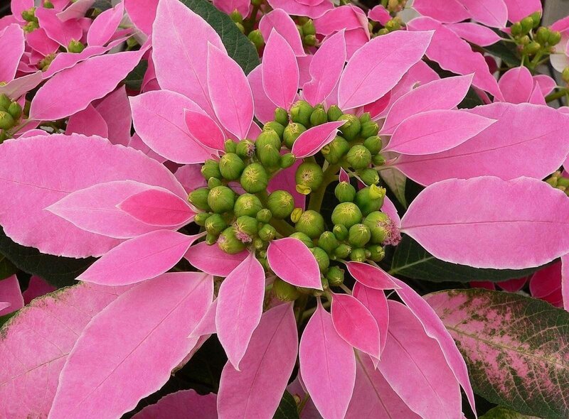 Pink poinsettia flower