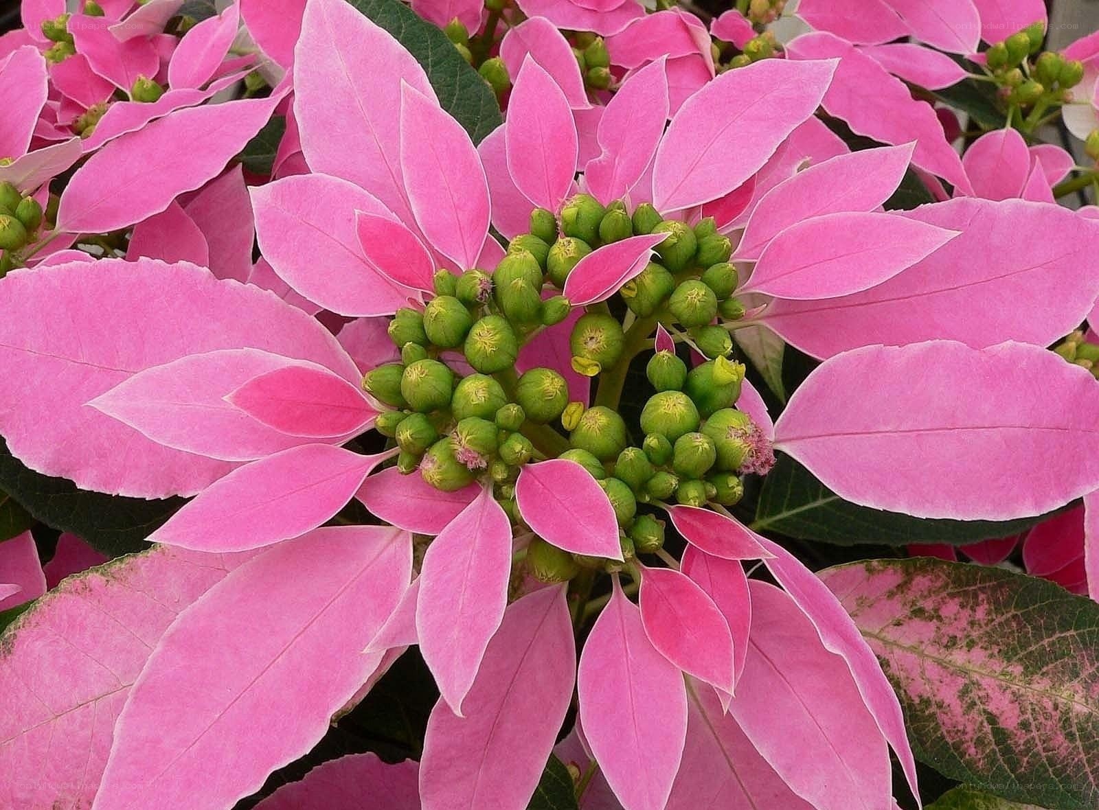 Pink poinsettia flower