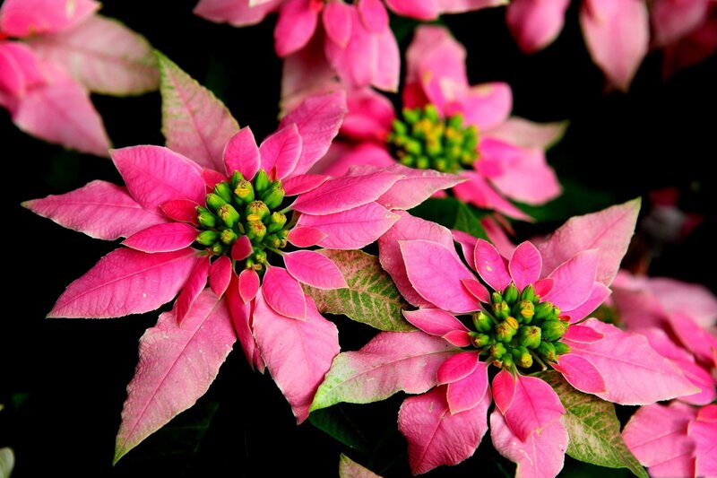 Pink Poinsettia Flowers — Dramatic