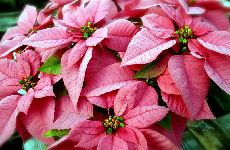 Pink Poinsettia Flowers — Vibrant