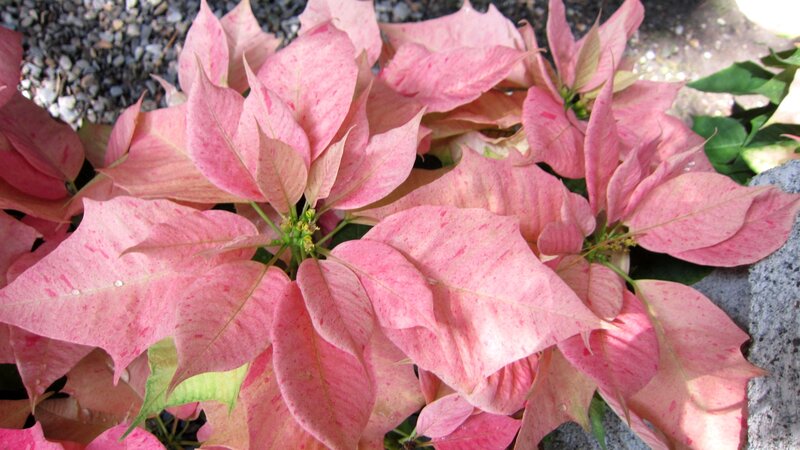 Pink Poinsettia Plant — Calm