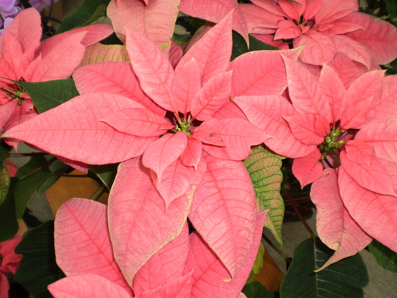 Pink Poinsettia Plant