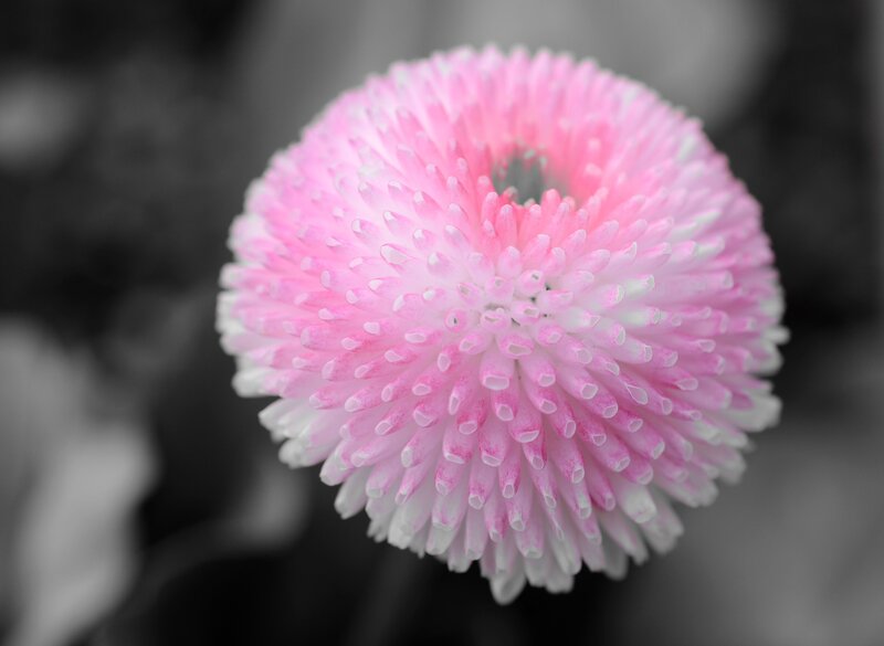 Pink Pom-pom Flower