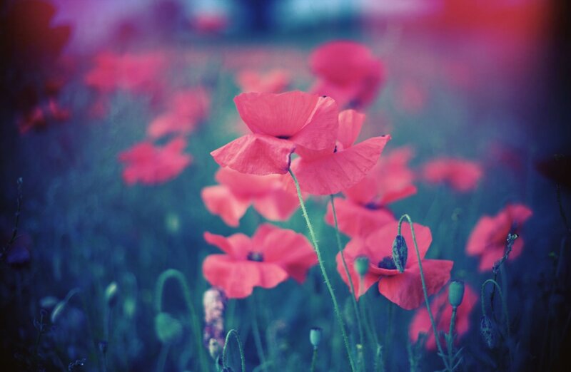 Pink poppies in a dreamy field
