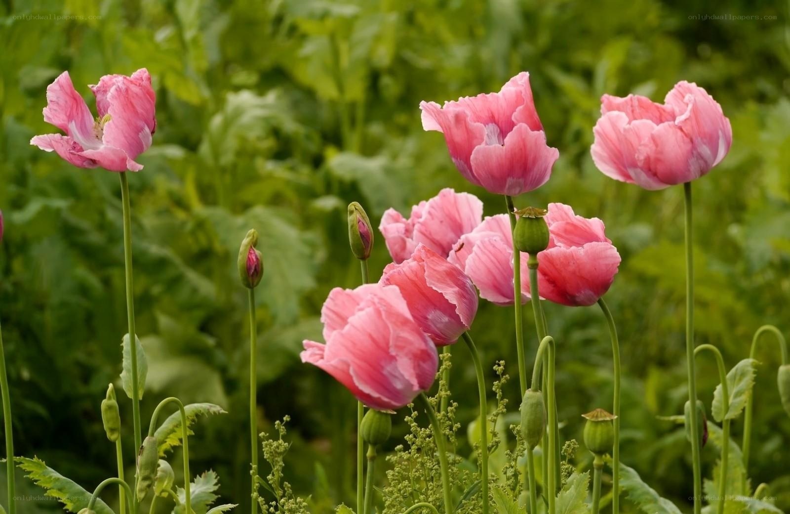 Pink poppies in a garden