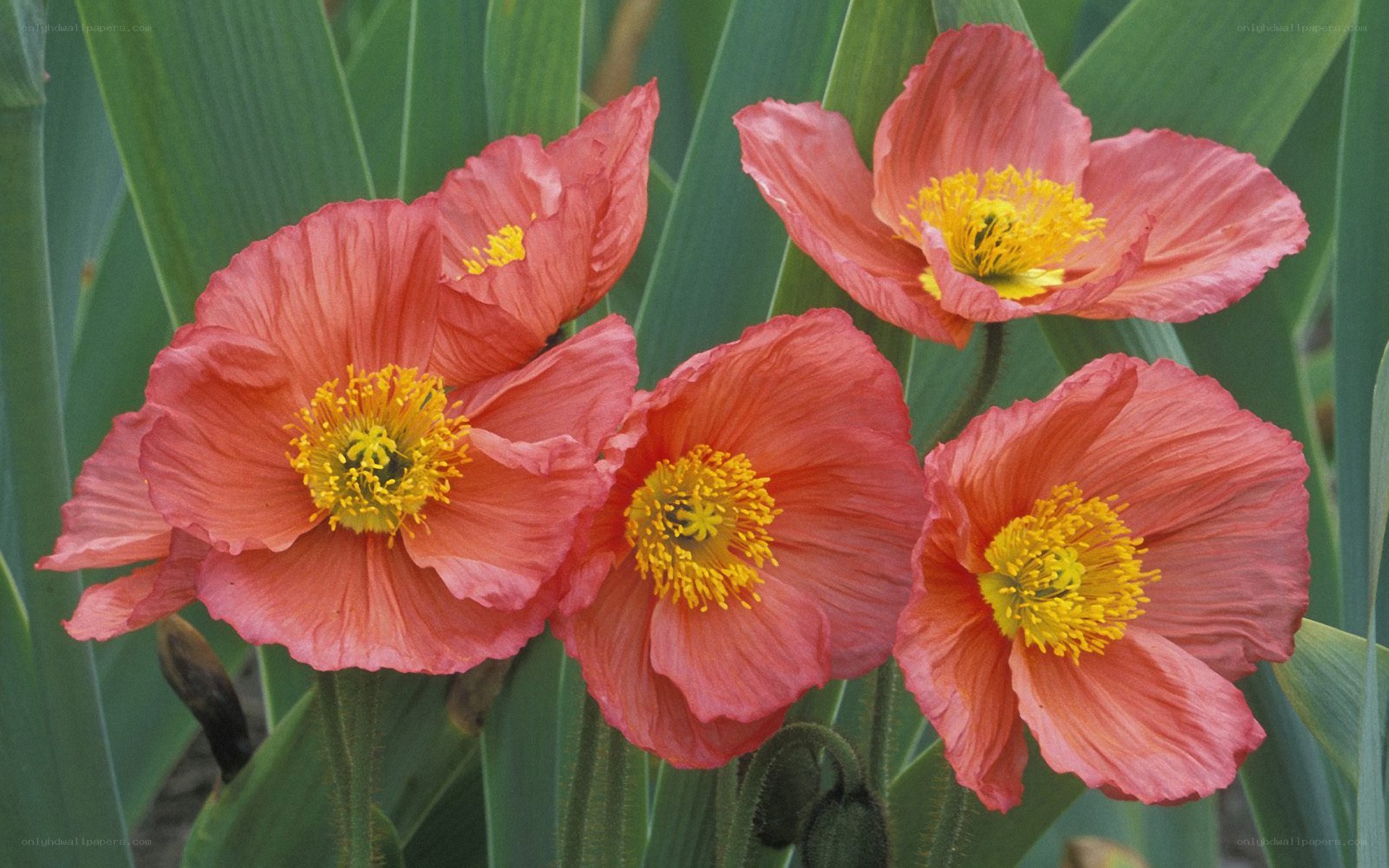 pink poppies in bloom