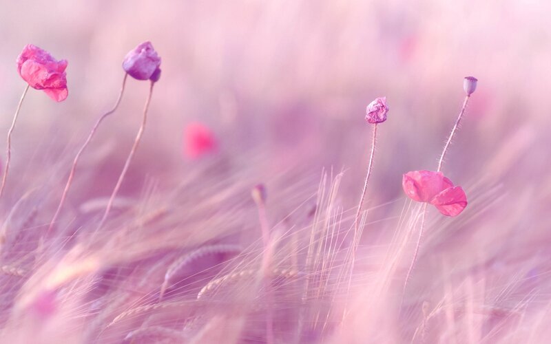 Pink Poppies in Field — Serene
