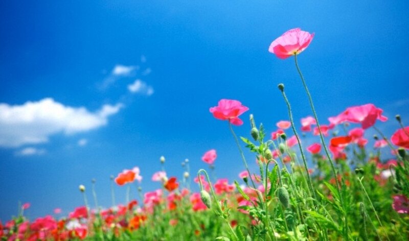 Pink Poppies in Field
