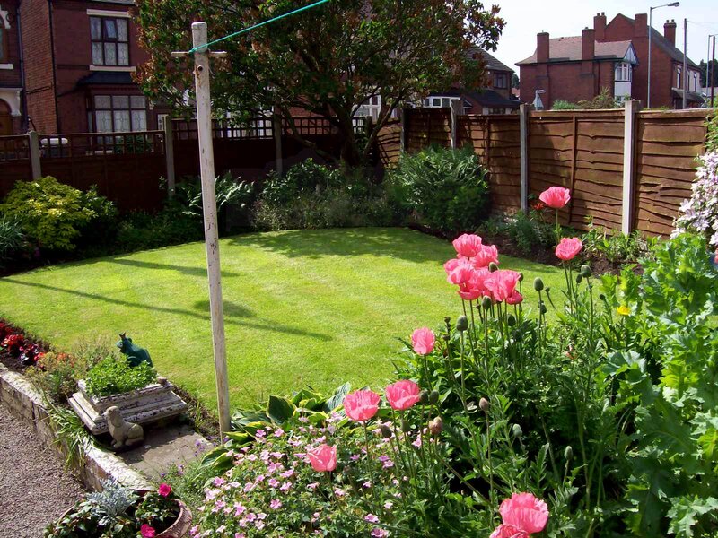 Pink Poppies in Garden — Green