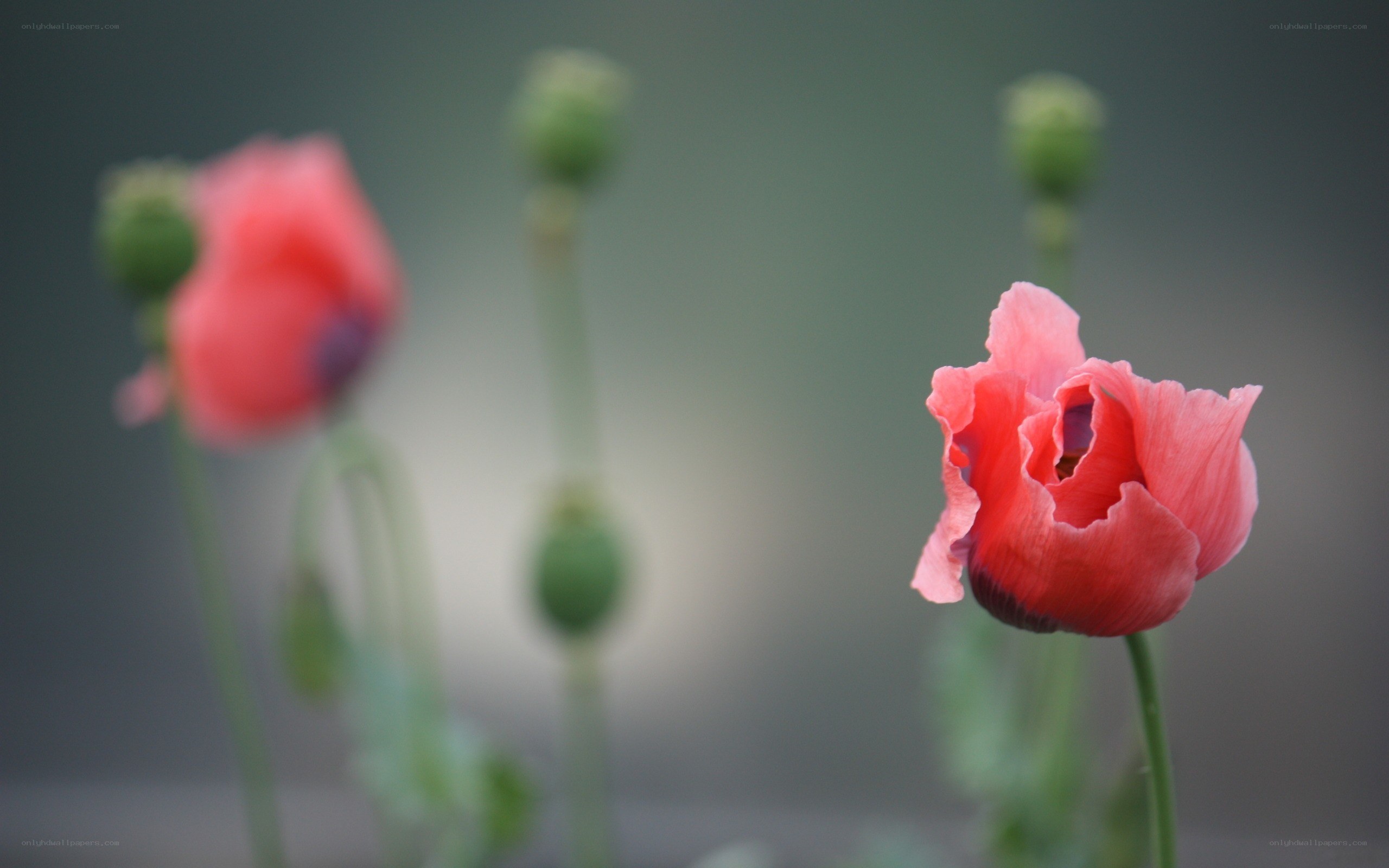 Pink poppies in soft focus