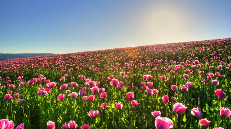 Pink poppy field at sunrise