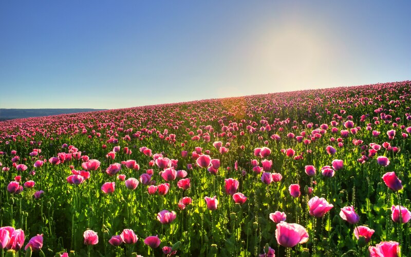 Pink poppy field at sunrise