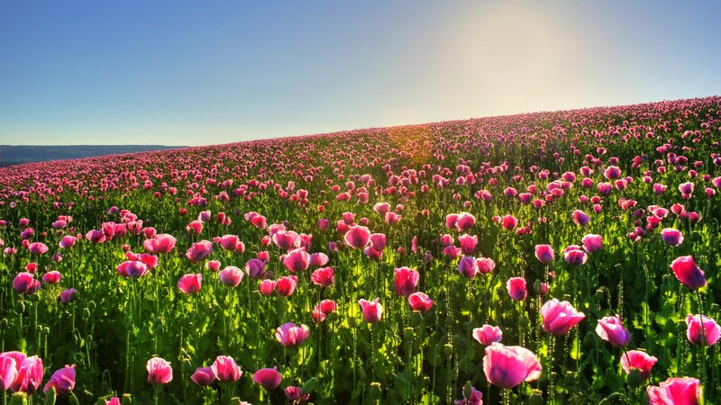 Pink poppy field at sunrise