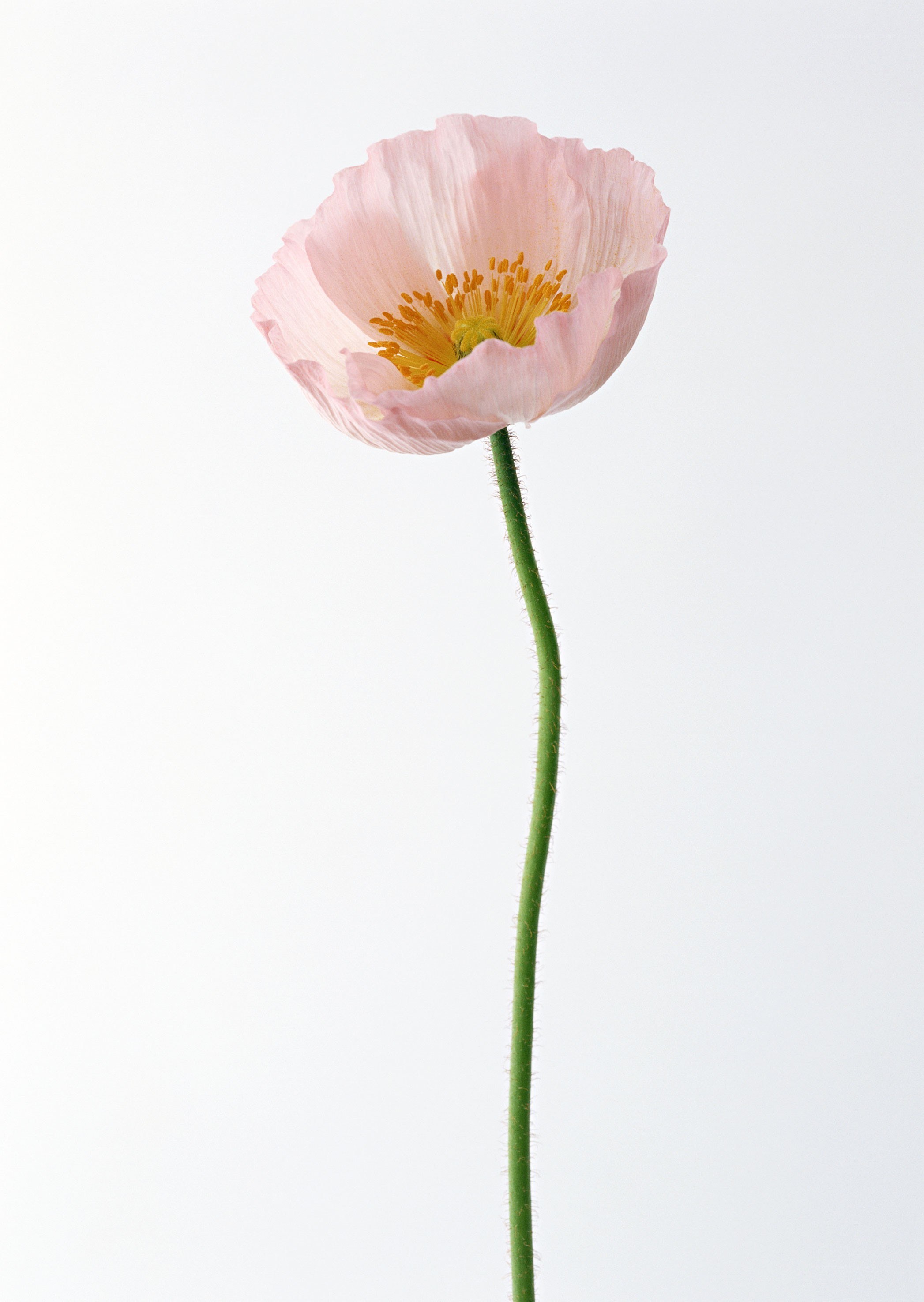 Pink poppy flower