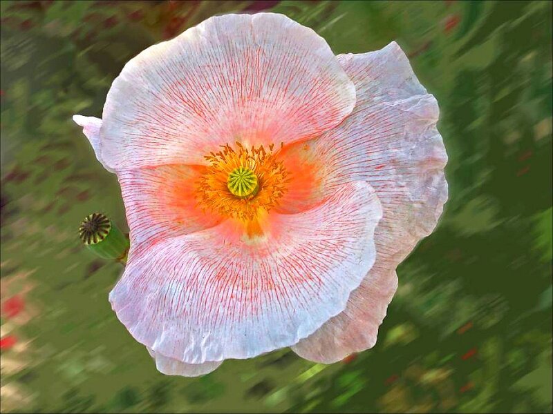pink poppy flower