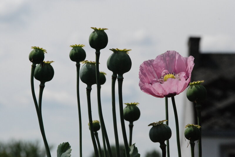 Pink Poppy Flower — Calm, Afternoon