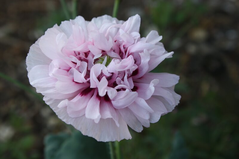 Pink Poppy Flower — Calm, Photograph