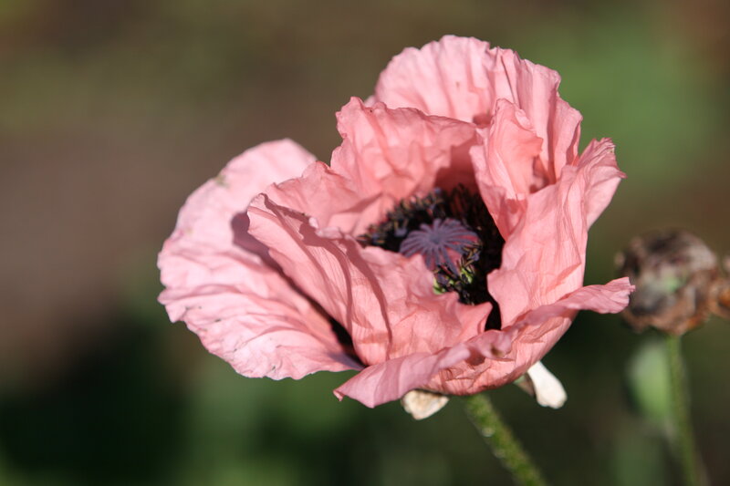 Pink Poppy Flower — Calm