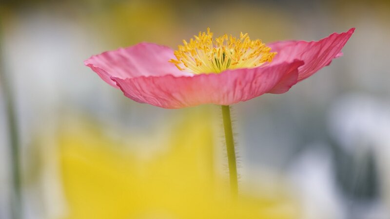 pink poppy flower close-up