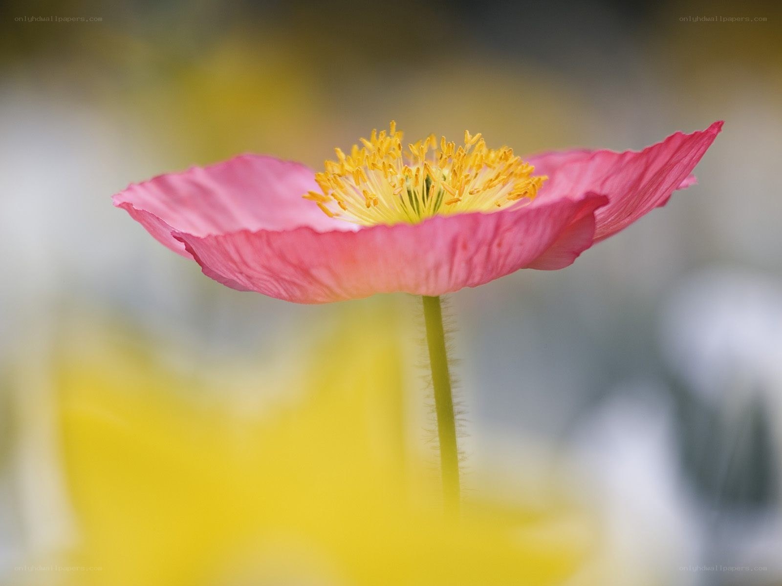 Pink poppy flower close-up