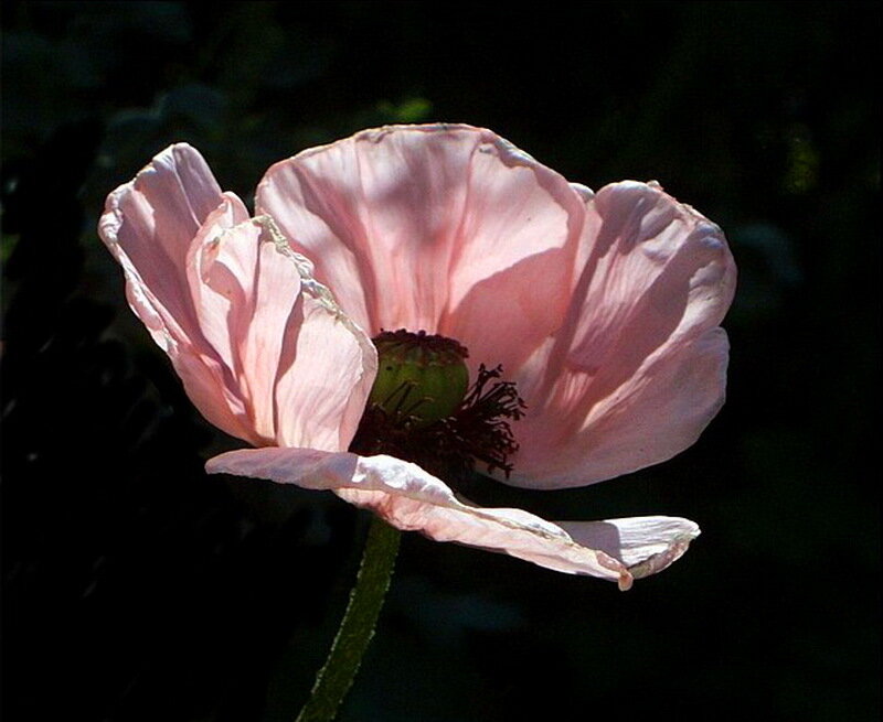 Pink Poppy Flower — Dramatic
