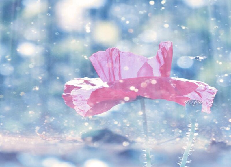 Pink Poppy Flower — Dreamy