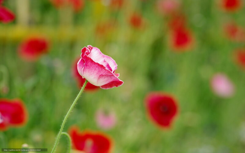 Pink Poppy Flower — Green, Serene