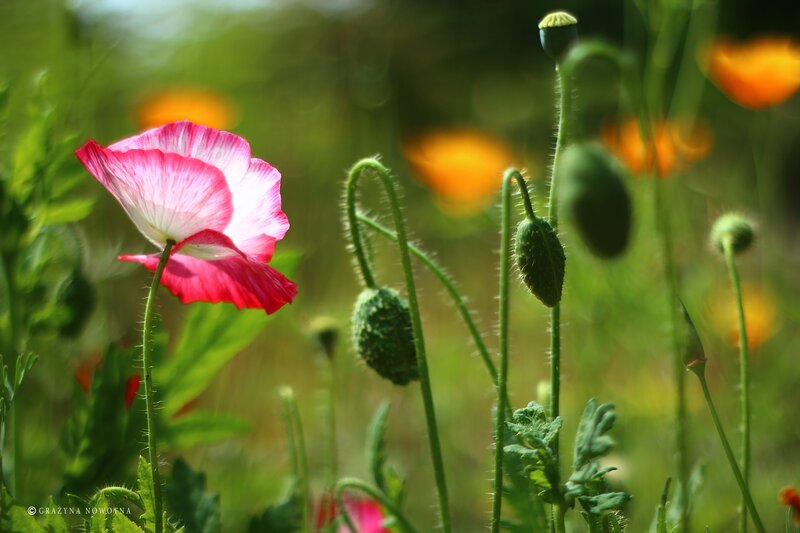 Pink Poppy Flower — Green