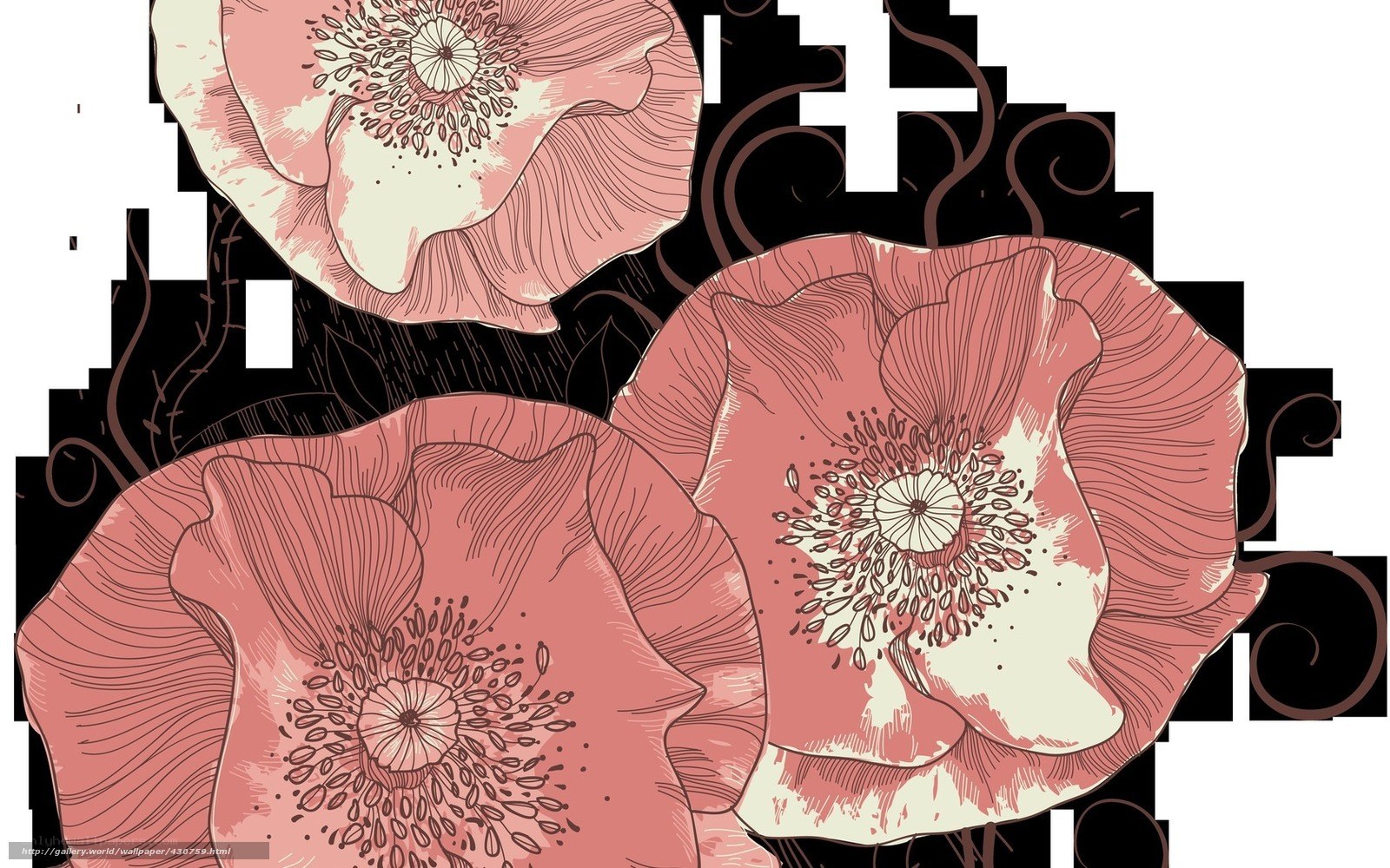 pink poppy flower illustration