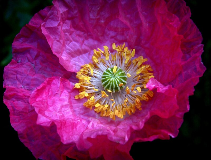 Pink Poppy Flower — Magenta
