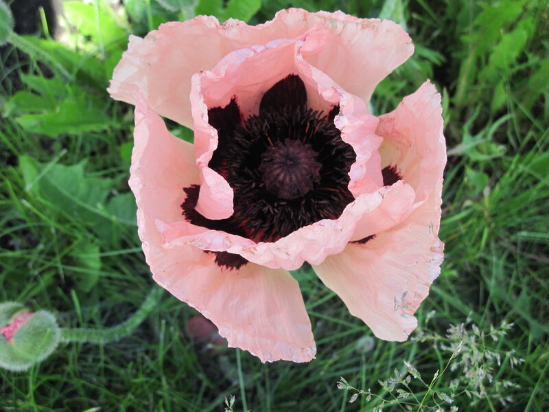 Pink Poppy Flower — Natural, Afternoon, Photograph, Green Grass