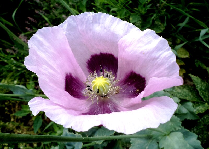 Pink Poppy Flower — Natural, Afternoon, Photograph