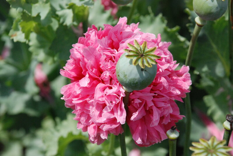 Pink Poppy Flower — Natural, Afternoon