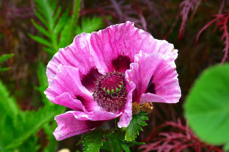 Pink Poppy Flower — Natural, Spring