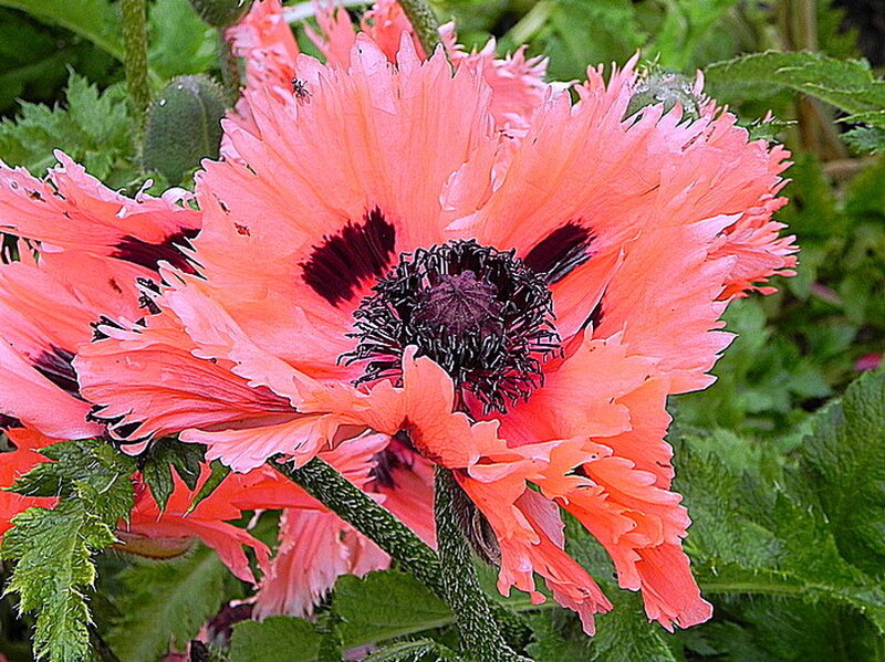 Pink Poppy Flower — Natural, Summer
