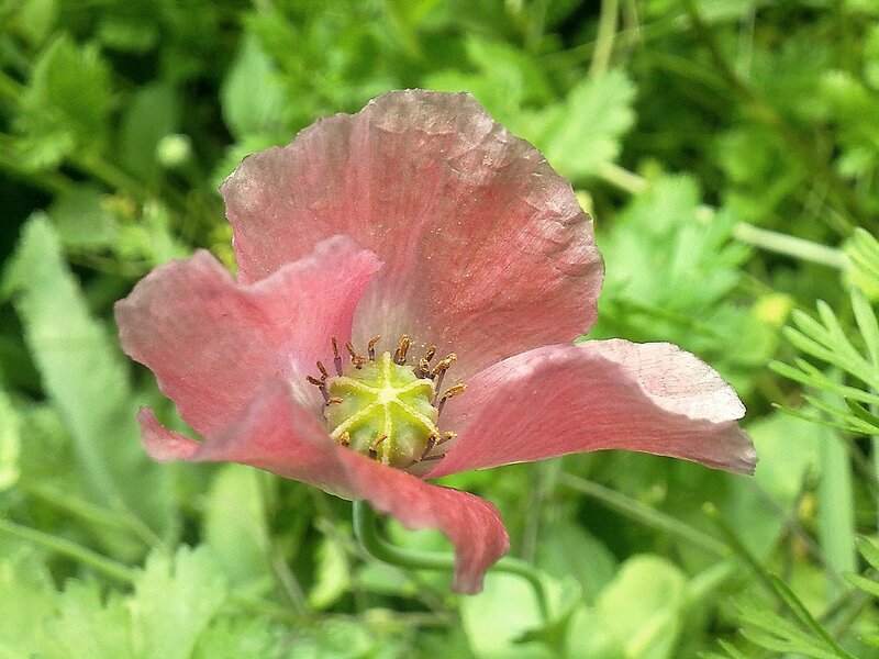 Pink Poppy Flower — Natural