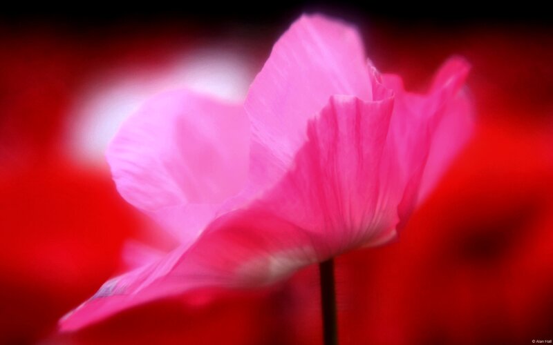 Pink Poppy Flower — Red, Dramatic, Photograph