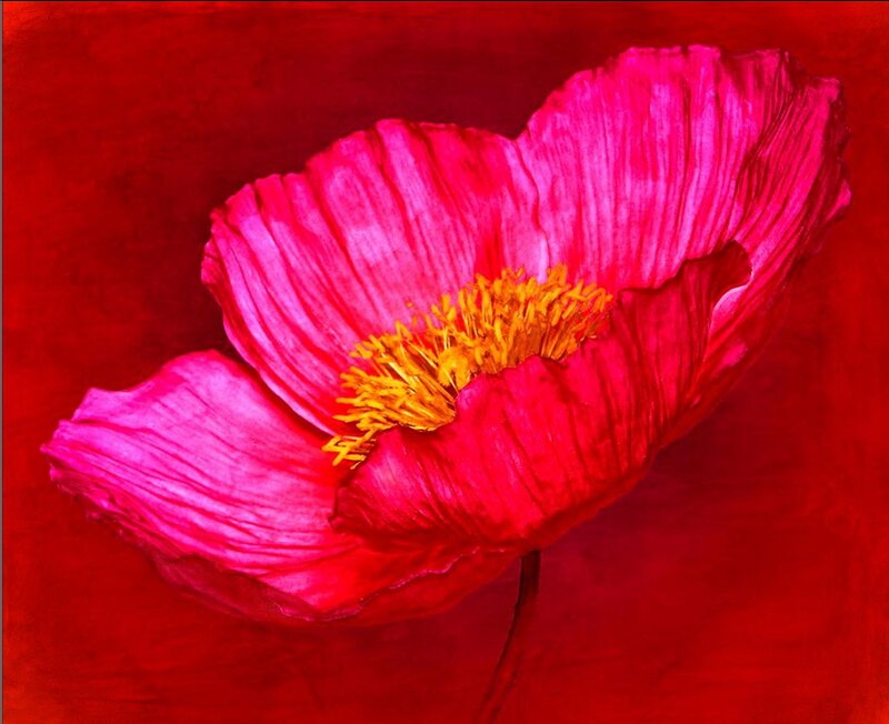 Pink Poppy Flower — Red, Dramatic