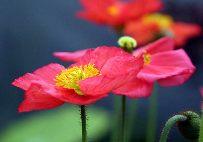 Pink Poppy Flower — Red