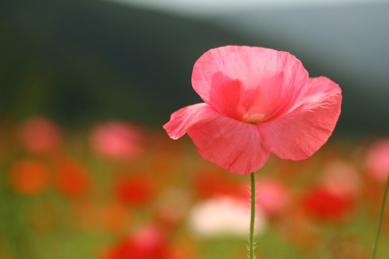Pink Poppy Flower — Serene, Afternoon, Photograph, Field
