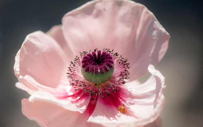 Pink Poppy Flower — Serene, Afternoon, Photograph, Petals